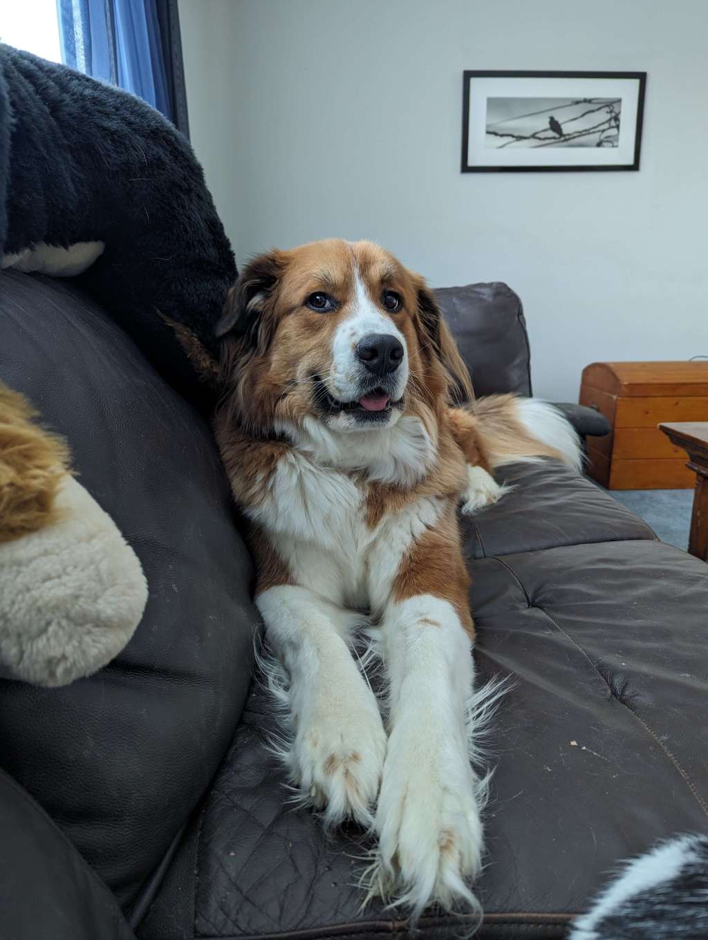 The Great Bernese: Living with a Noisy Teddy Bear on Steroids